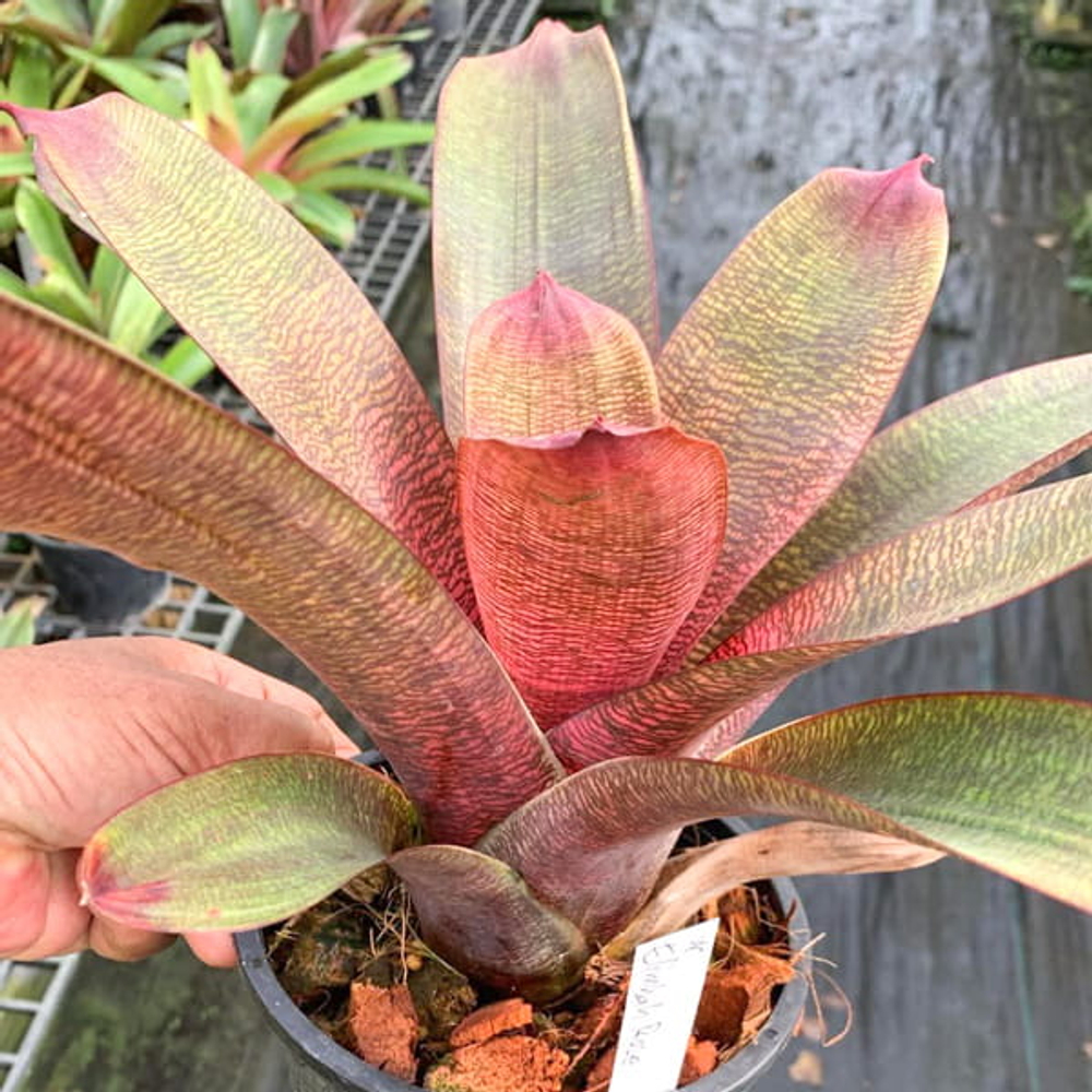 Врезия ELIMBAH ROSE
