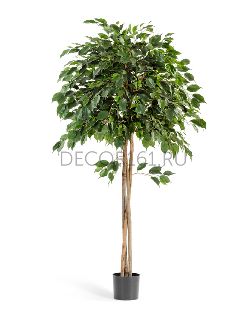 Фикус Бенджамина зонтичный 180 см 2/2 10.32606N