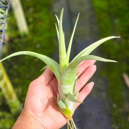 Тилландсия flexuosa v. vivipara R