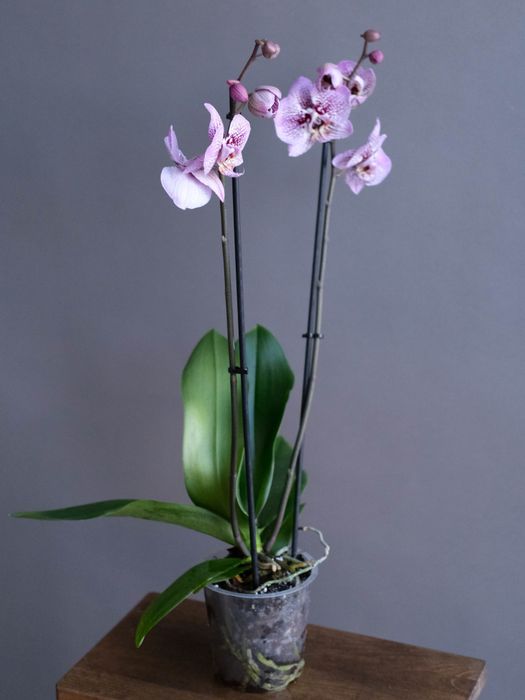 Фаленопсис фиолетовая 2 ст (D-12)