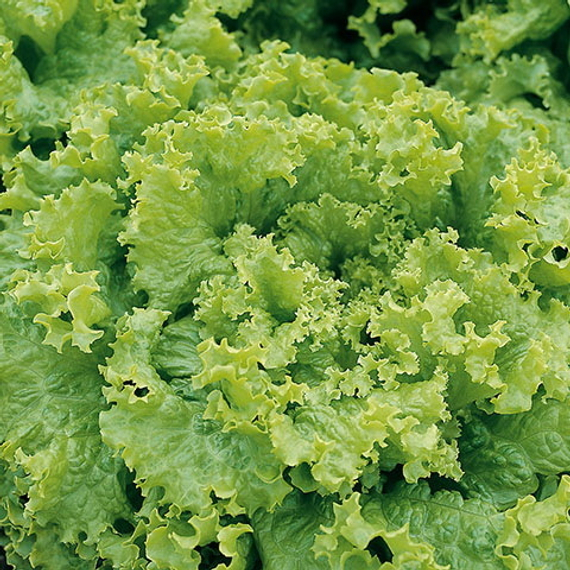 Гранд Рапидc семена салата листового (Nunhems / ALEXAGRO) культура – фото 4