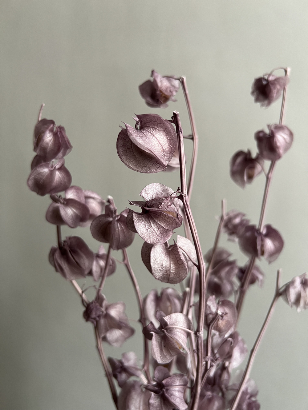 Физалис стабилизированный сиреневый