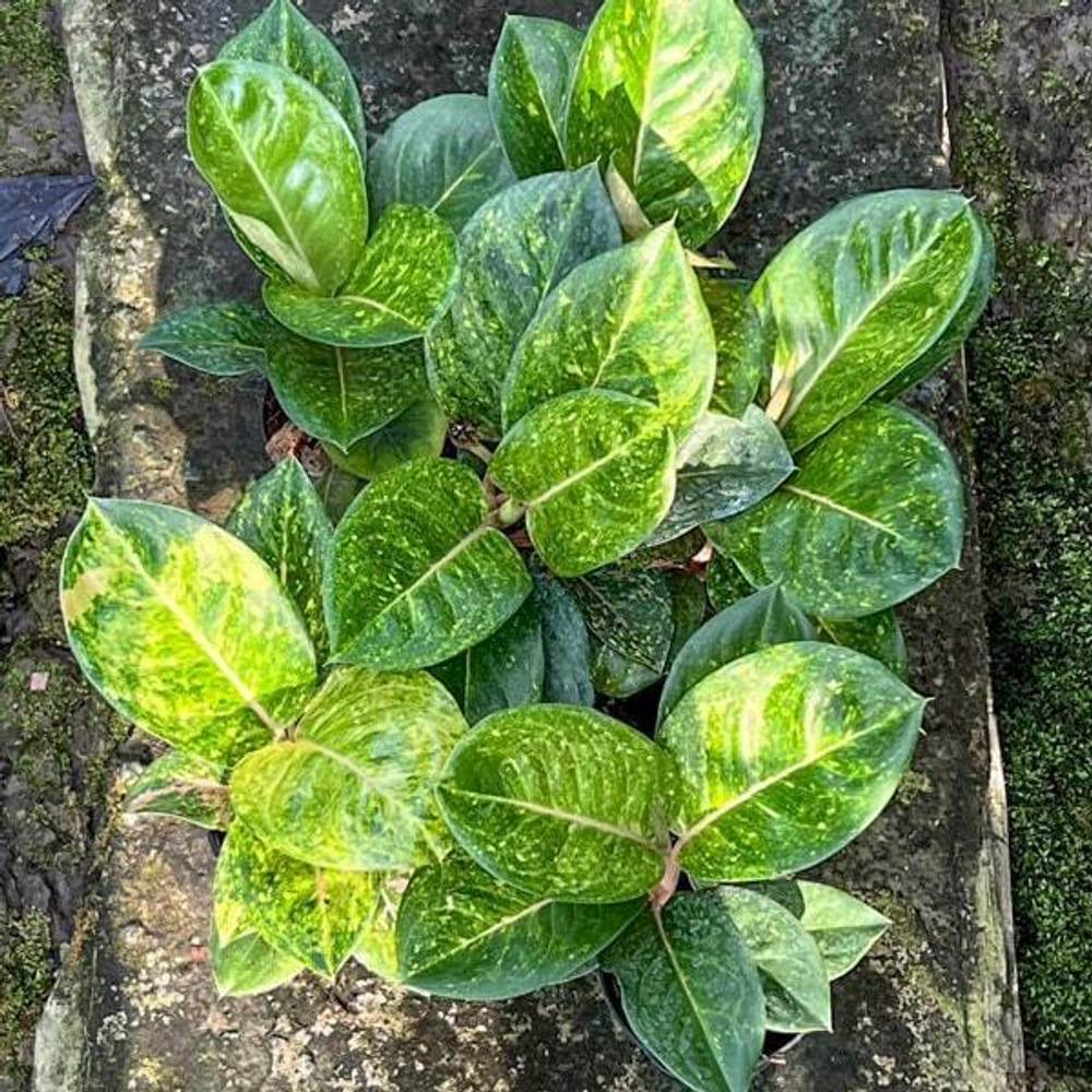 Аглаонема GAMLAI YOK