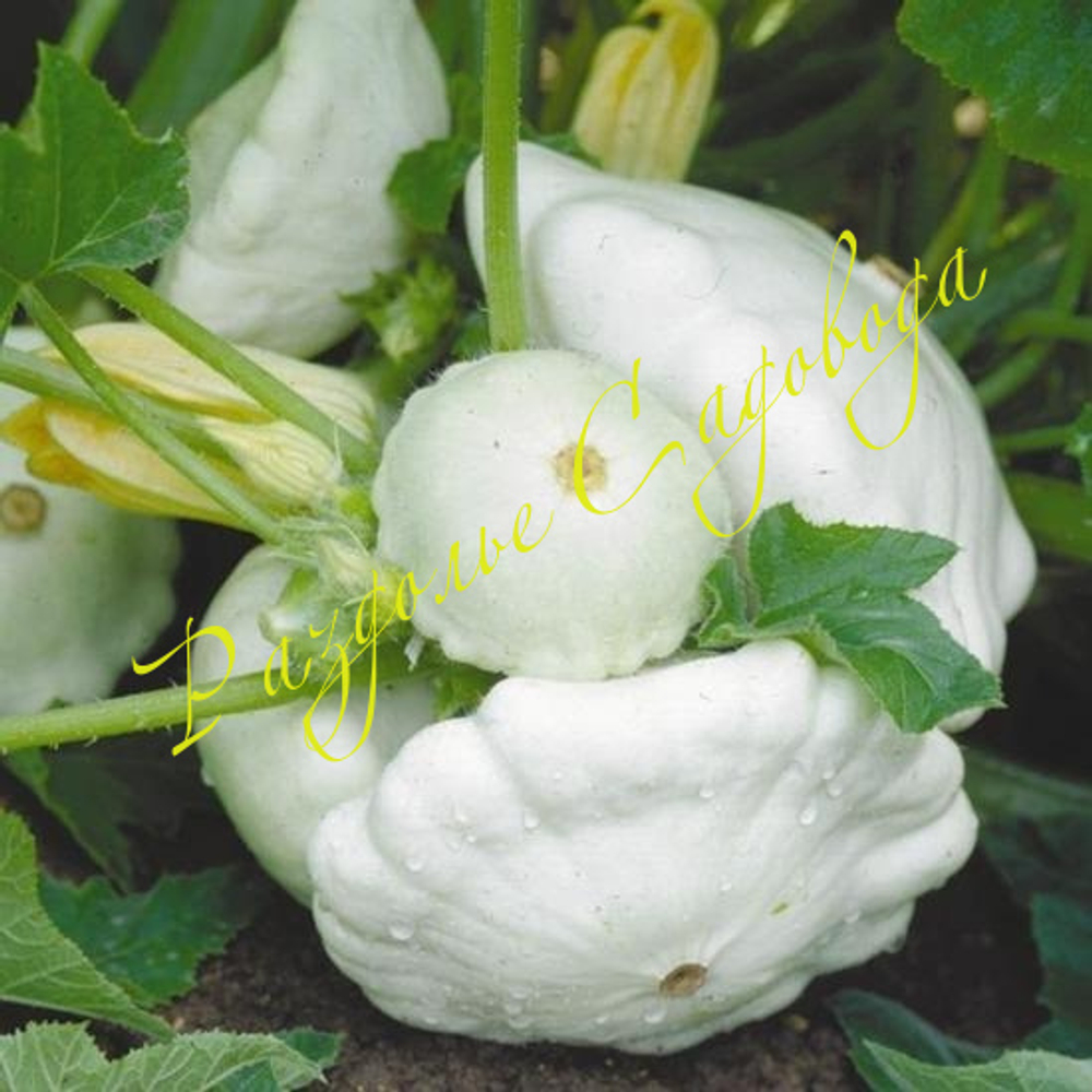 Патиссон НЛО белый (цена за 1 шт)