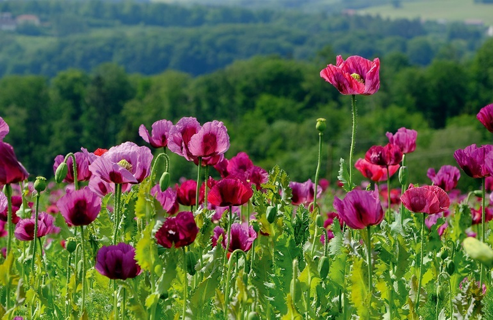 Календарь трехсекционный с магнитным курсором на 2026 год, "Пейзаж. Маковое Поле"