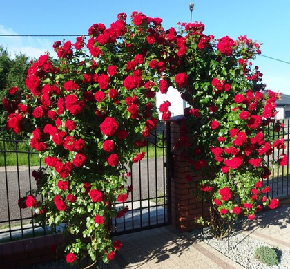 Роза Амадеус плетистая