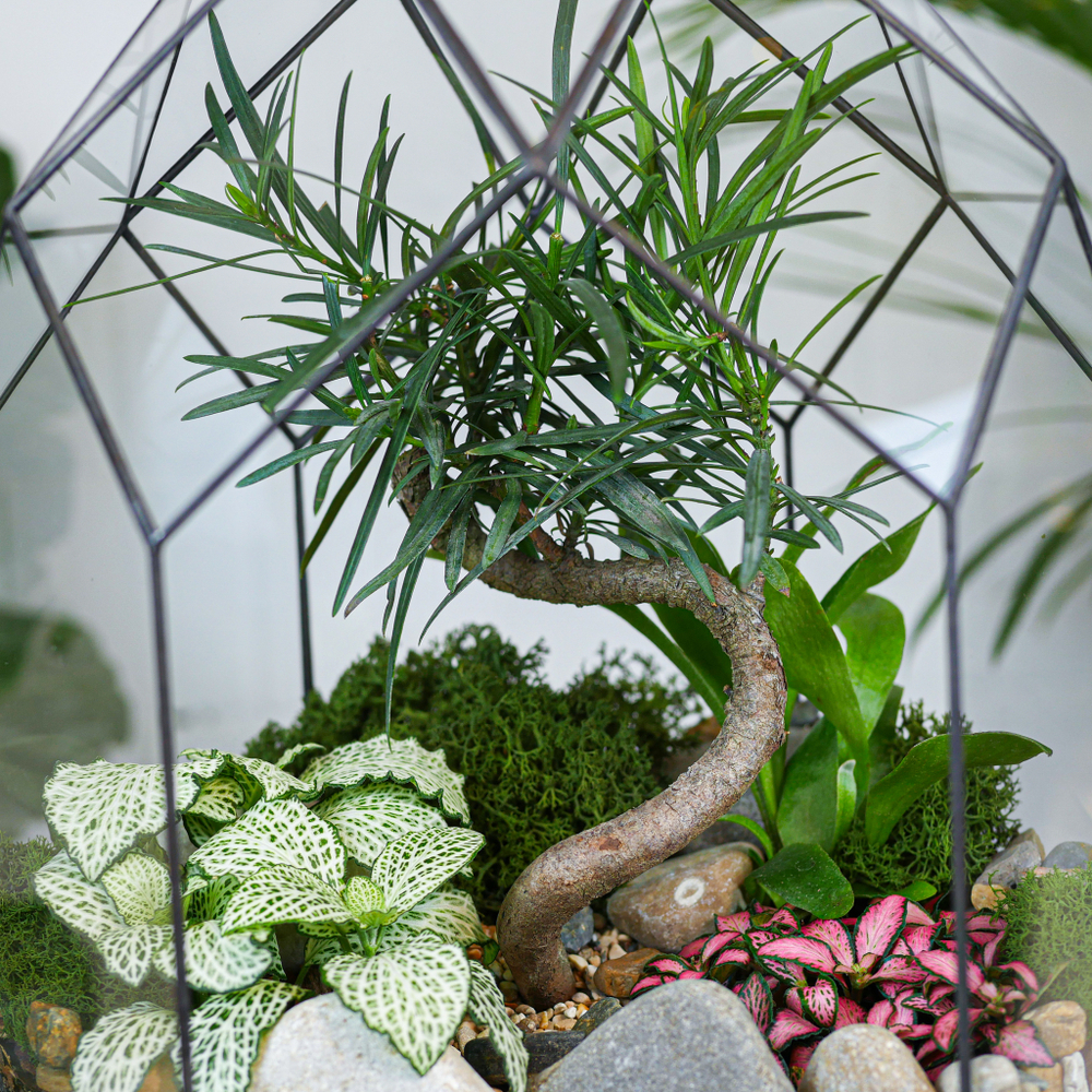 Готовый флорариум бонсай Подокарпус Цефей с озером