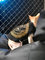 Одежда для кошек сфинкс