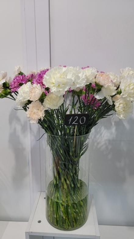 Гвоздика Carnation MIX