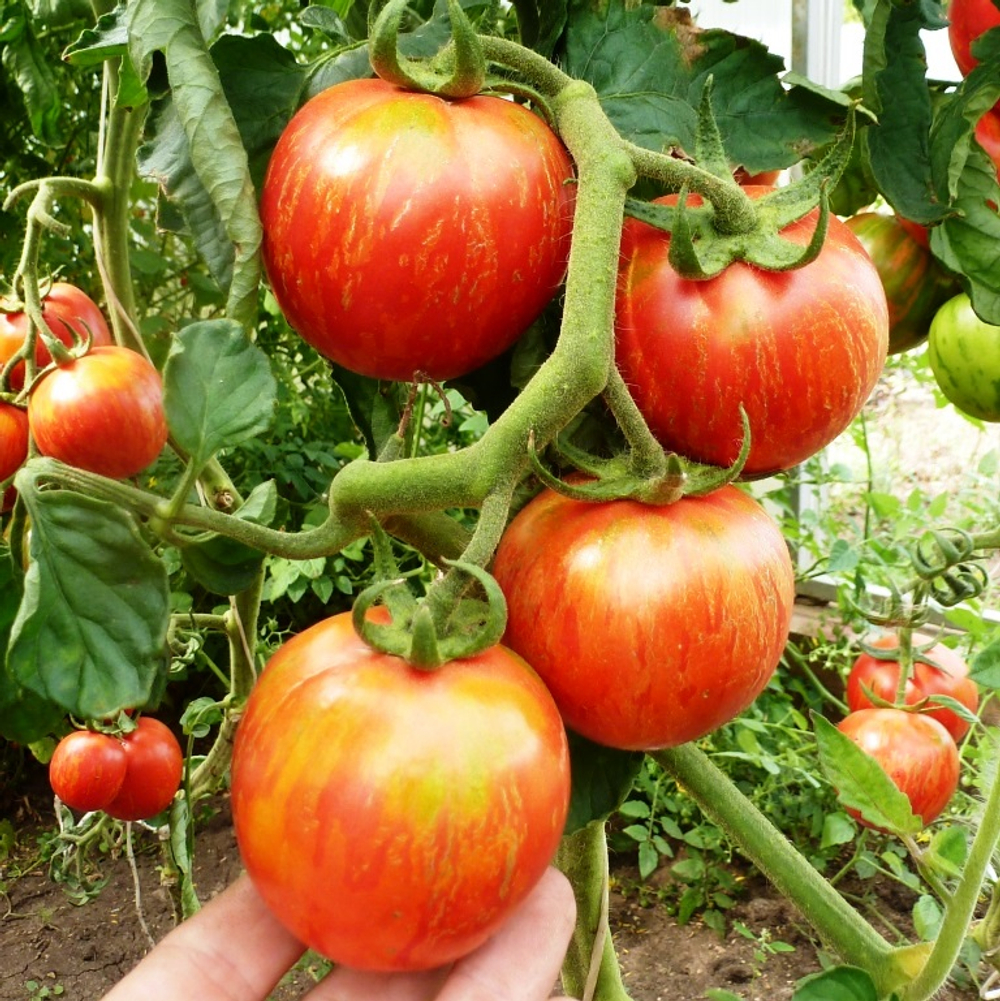 Помидоры Арбузик