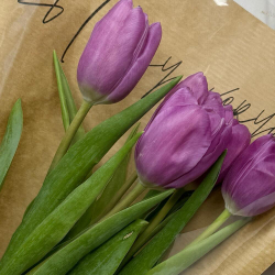 5 фиолетовых тюльпанов в упаковке