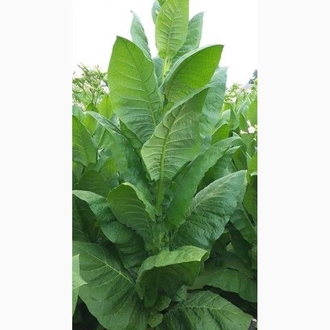 Табак Вирджиния 0,5 гр (больше семян)