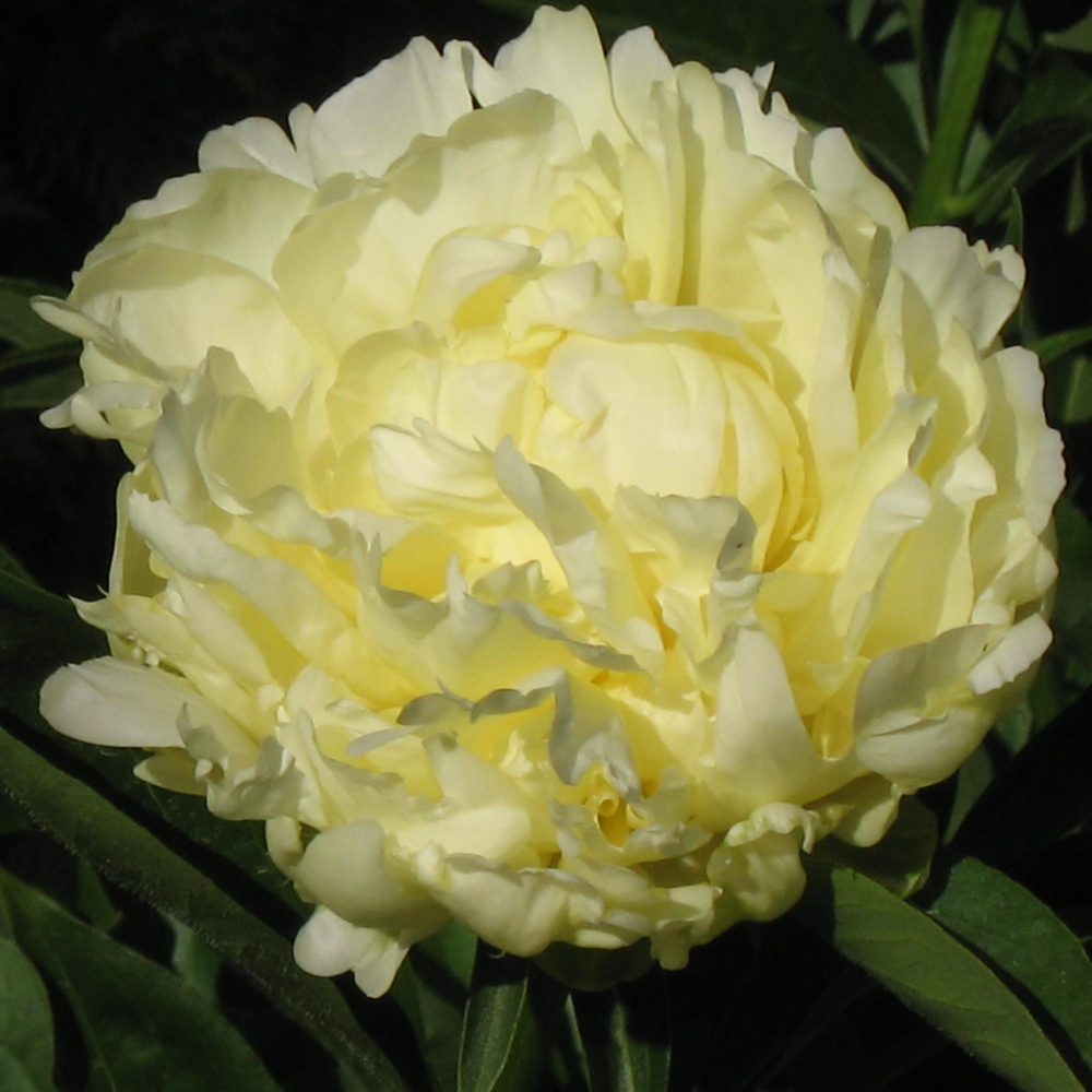 Пион Корневище, Голдмайн, 1шт (Любовь Морковь)