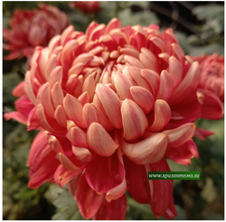 Хризантема крупноцветковая Alex Young ☘ ан 7    (временно нет в наличии)