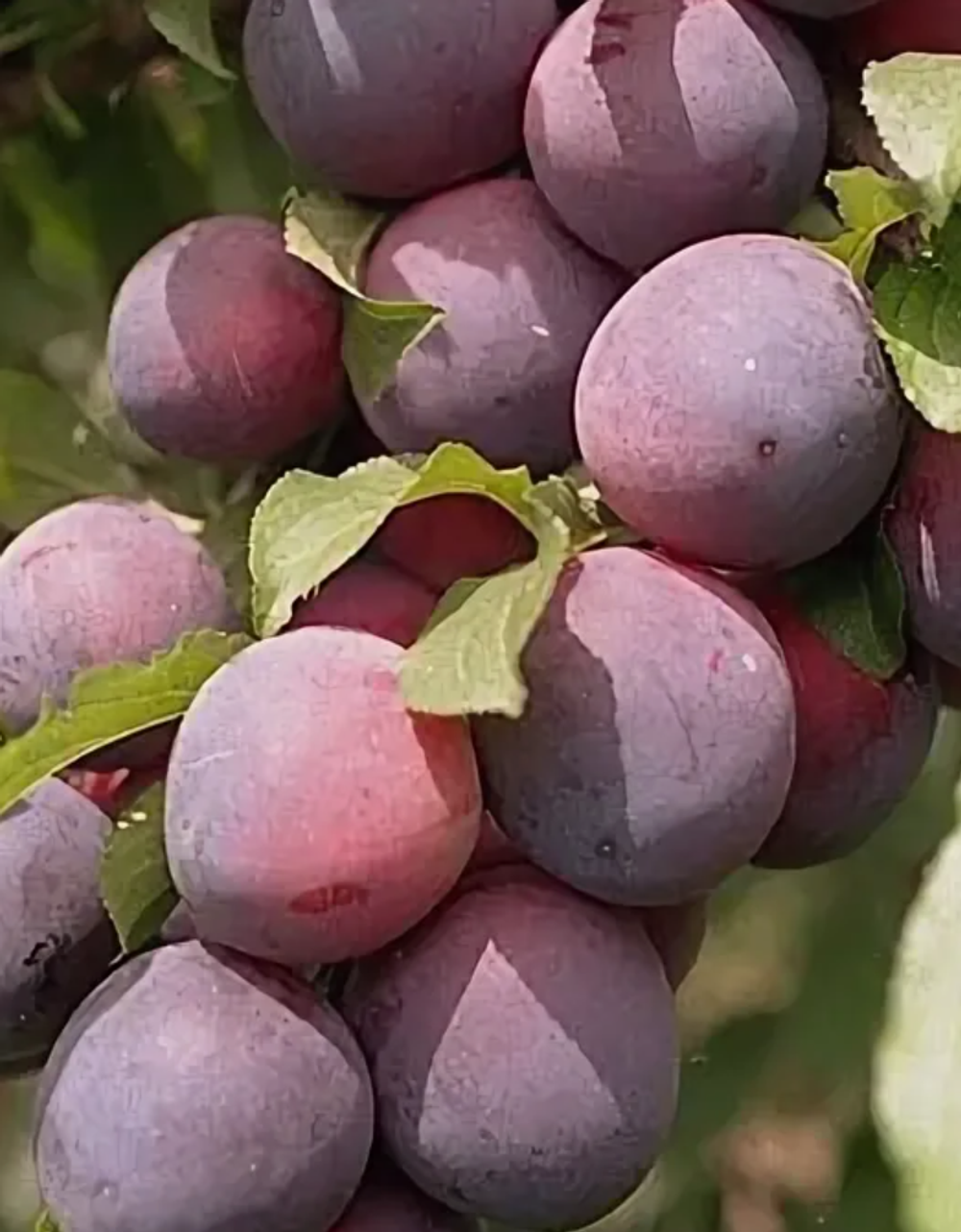 Алыча Подарок Друзьям ЗКС контейнер 5-7,5л, 3х летний саженец май 26