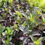 Daredevil/Даредэвил (Стандарт поставки Р9)2025г.