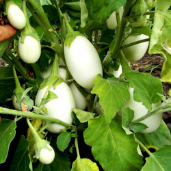 Баклажан Белые Египетские Яйца - Egyptian Egg Plant