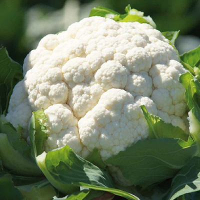 Абени F1 семена капусты цветной (Seminis / Семинис)