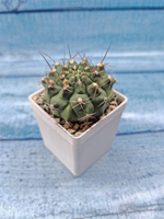Gymnocalycium Anisitsii (Гимнокалициум)