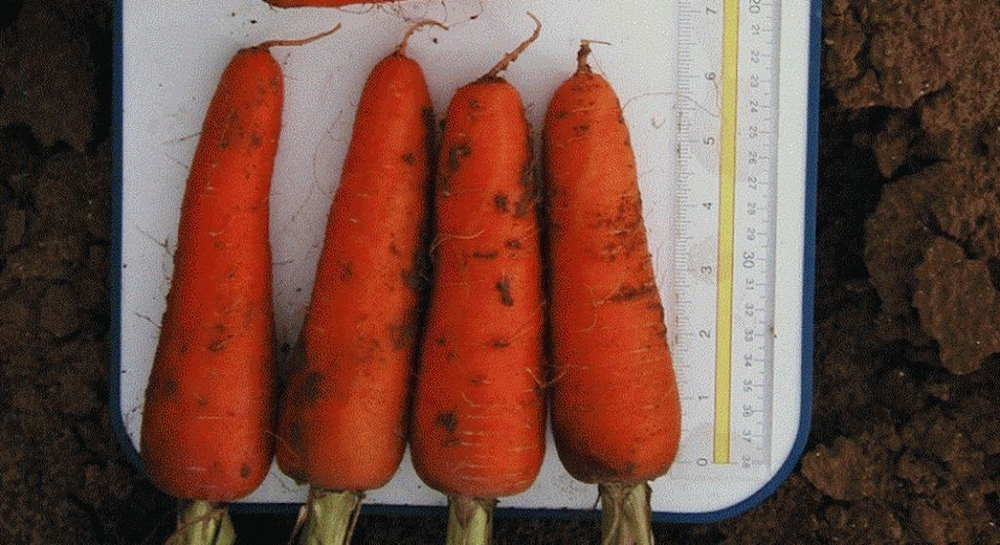 Абако F1 семена моркови курода/шантане (Seminis / Семинис)