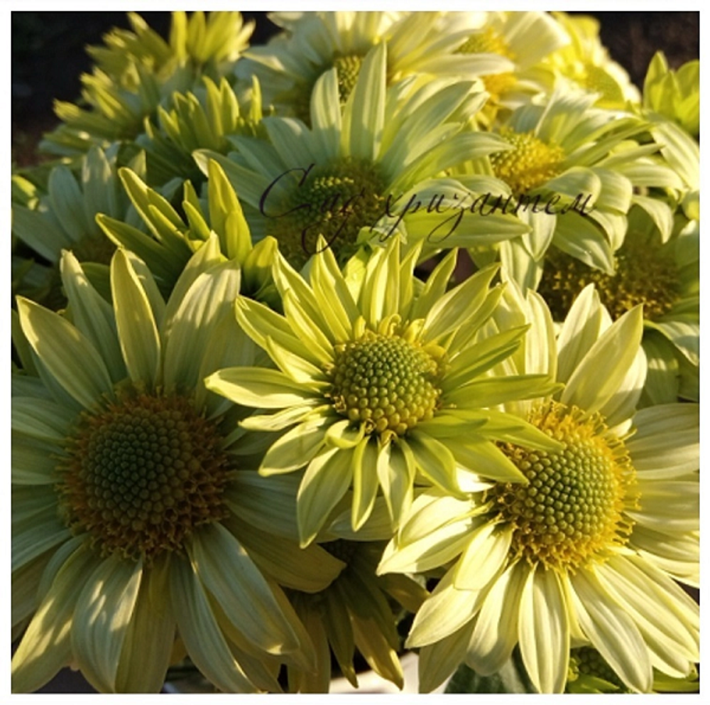 Хризантема кустовая Greenlizard 🌼 к.45