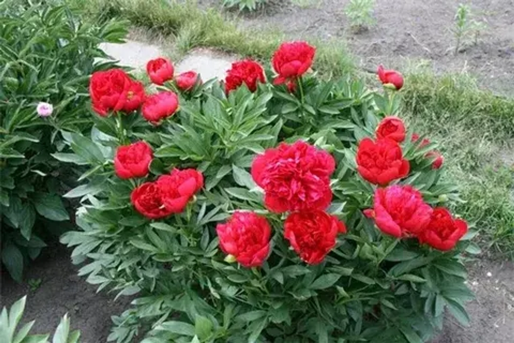 Пион Diana Parks (корень 3/5 почек)