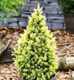 Ель канадская Daisy's White