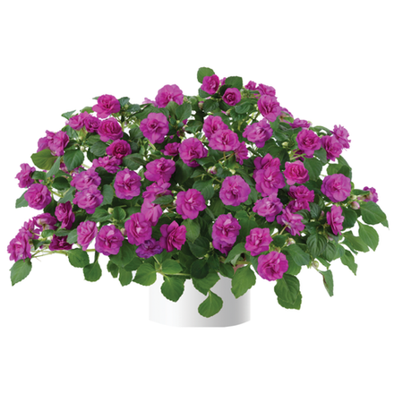 ЕВРО Бальзамин махровый Mузыка Электрик Парпл укорененный черенок декабрь