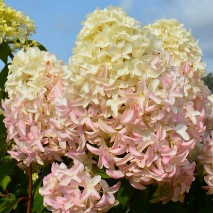 Гортензия метельчатая Скайфолл PBR С2 20-30