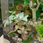 Готовый флорариум бонсай Лигуструм Бонсариум XL