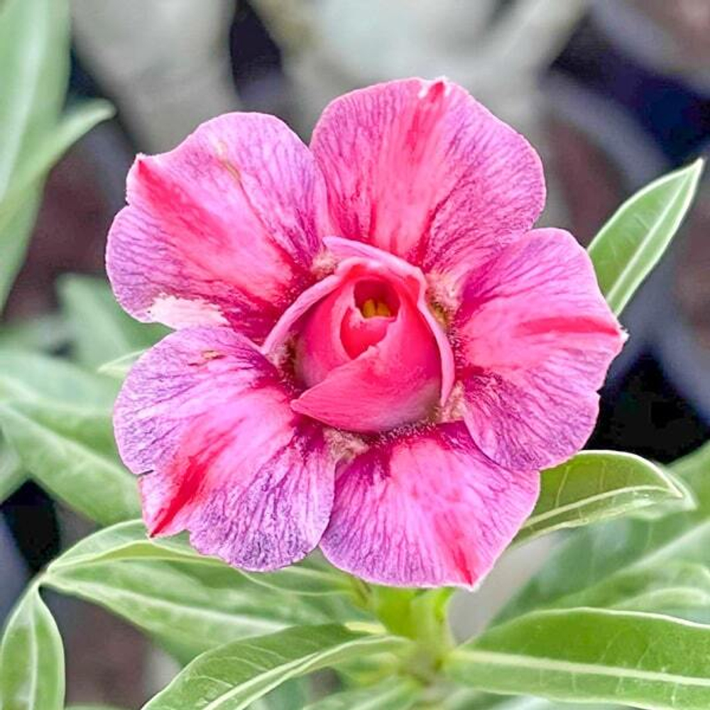 Адениум VICTORIA SECRET