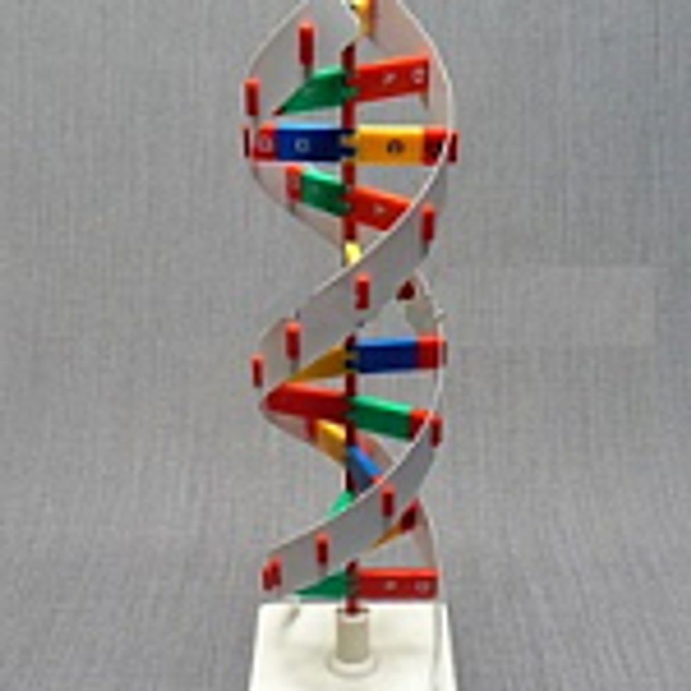 Модель «Структура ДНК»