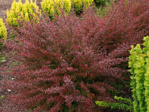 Барбарис Тунберга Ред Дрим С3 Закупка М60 июнь 2026