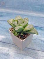 Haworthia Mutica Bykua (Хавортия)