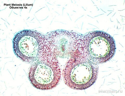 Цифровая камера для микроскопов ToupCam UCMOS10000KPA