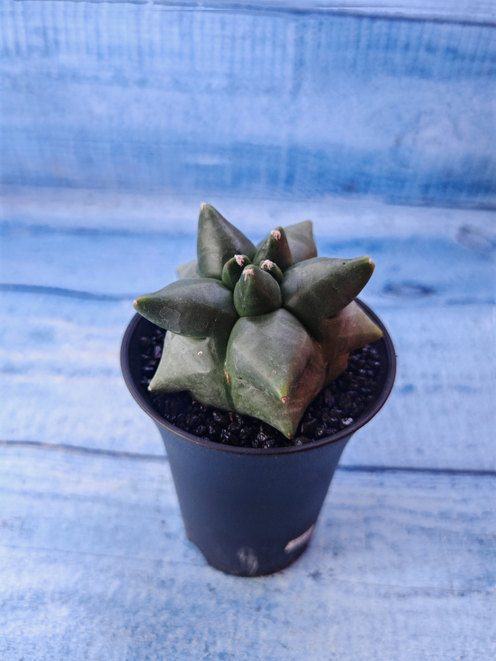 Astrophytum Myriostigma monstrosa (Астрофитум)