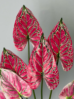 Каладиум элис куст 70 см.