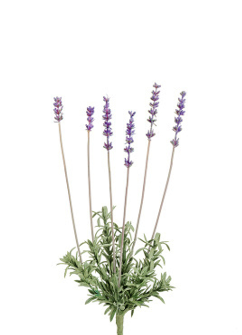 Лаванда куст