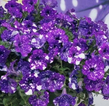 Петунии ЕВРО в наличии