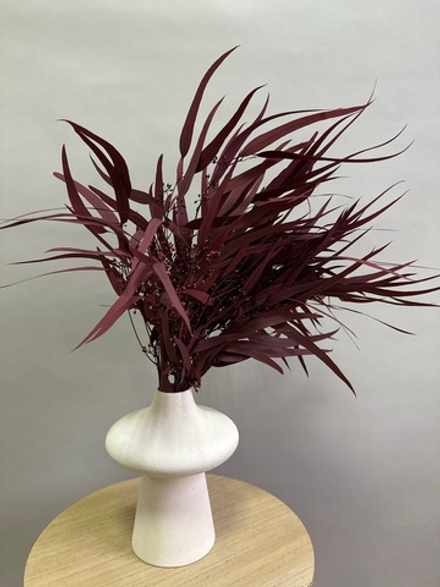 Эвкалипт Николи стабилизированный бордовый