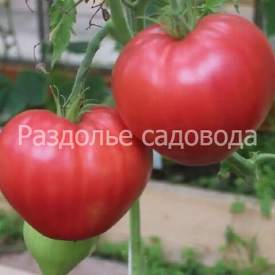 Томат Абаканский розовый (цена за 6 штук)