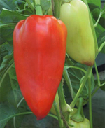 Атлет F1 семена перца сладкого (ПОИСК)