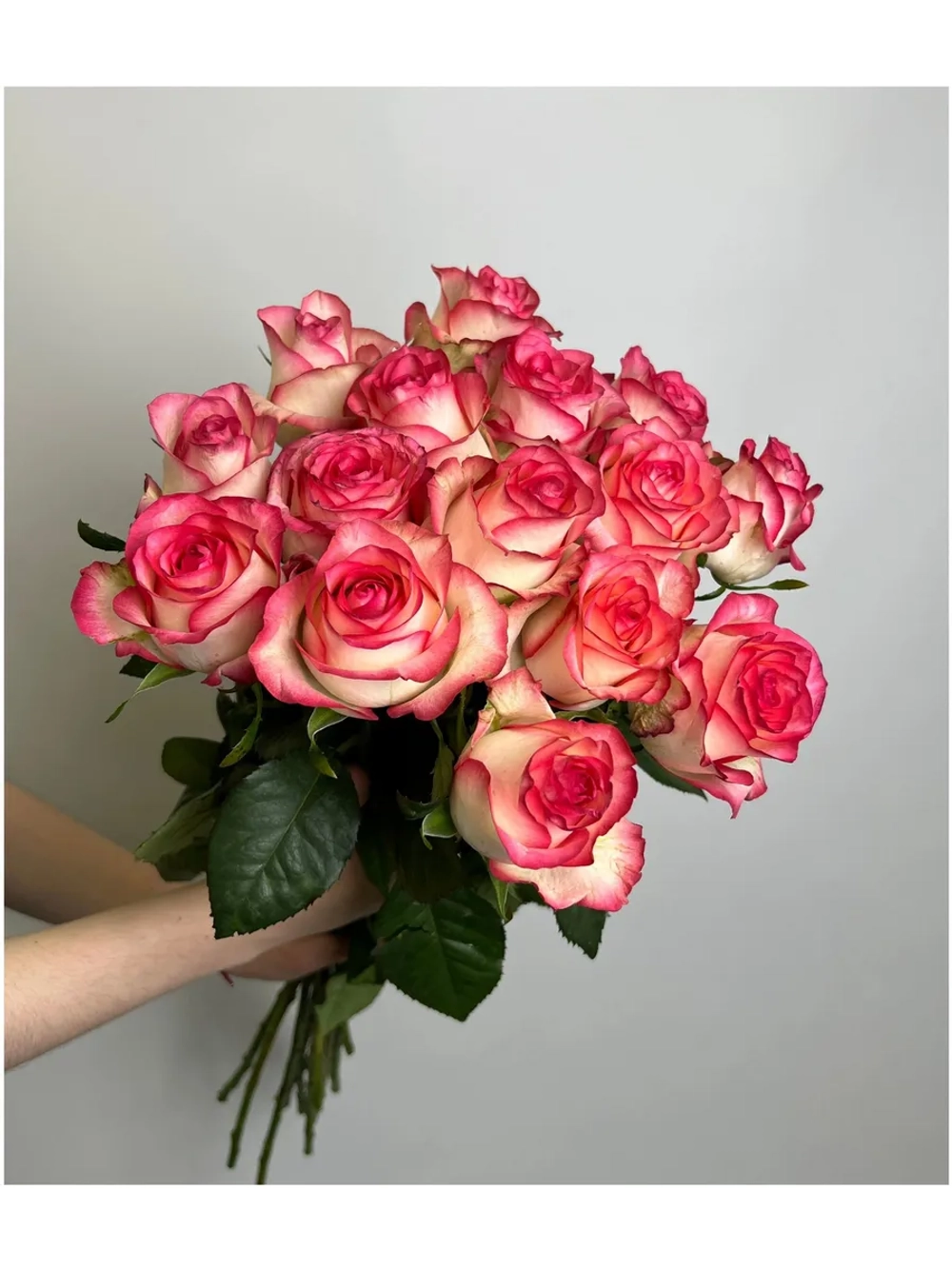 Роза джумилия бело-розовая