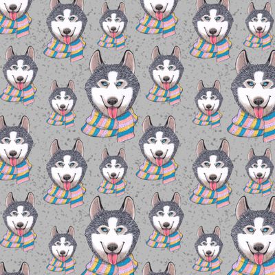 Хаски на сером фоне.