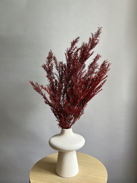 Чайное дерево бордо