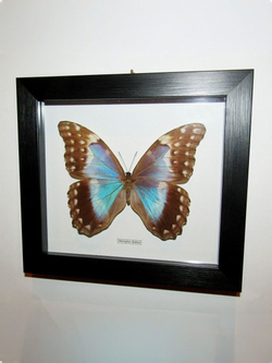 Бабочка Morpho didius самка в рамке