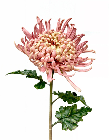 Хризантема Лебединая песня - Розовый