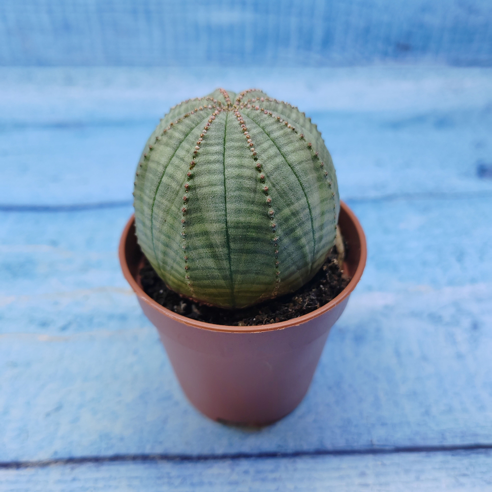 Euphorbia Obesa (Эуфорбия)