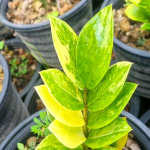 Замиокулькас VAR