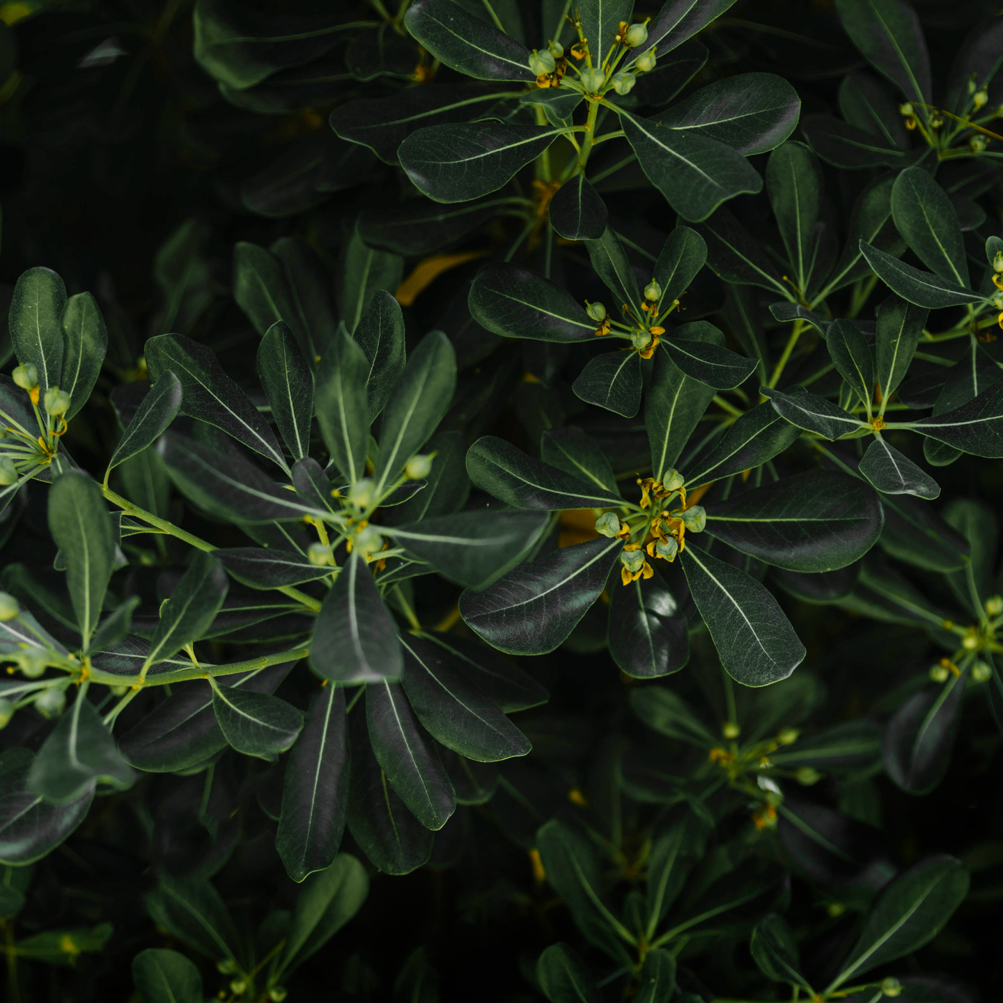 Купите цветы для сада и превратите их в оазис красоты